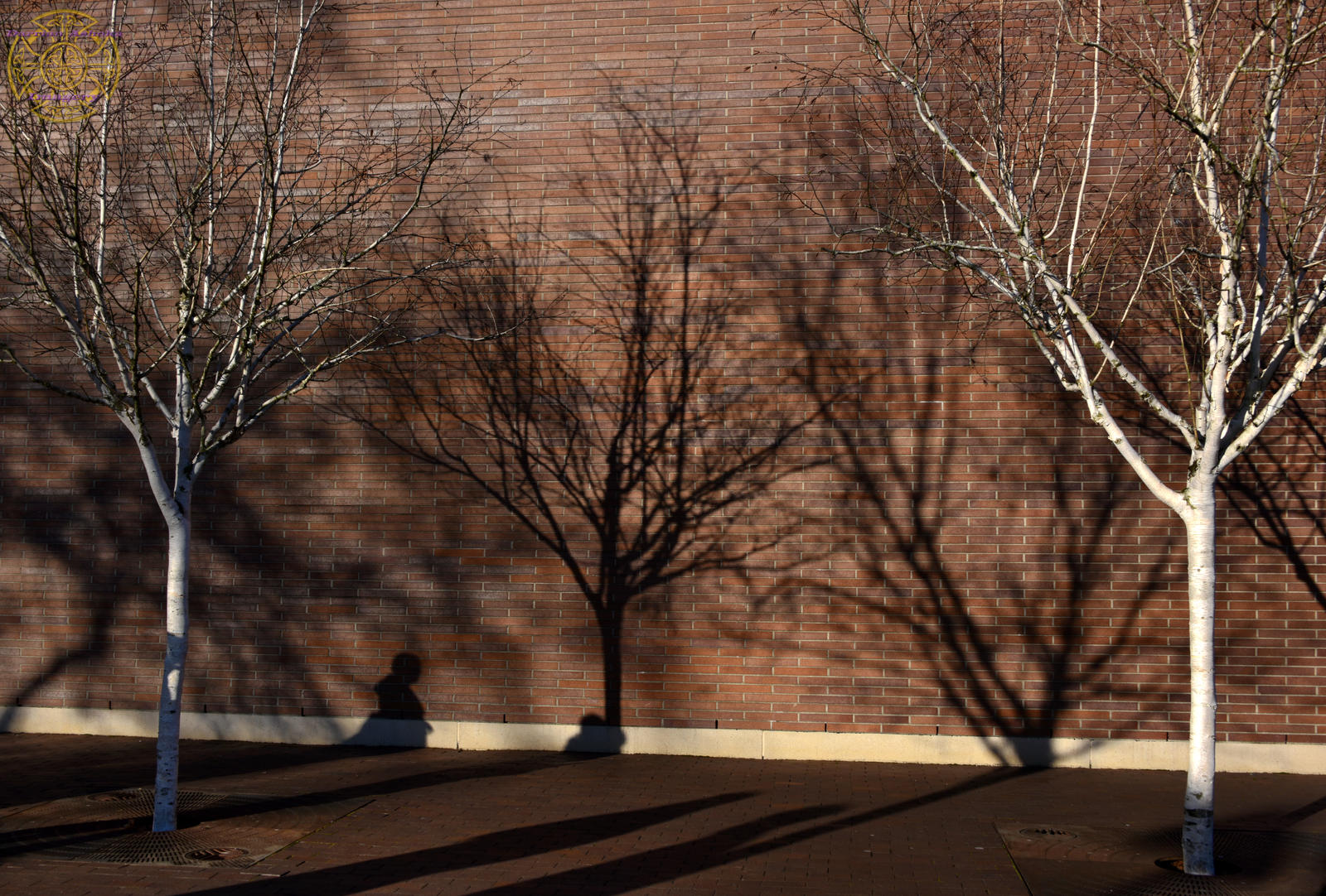 Tree Of Shadows