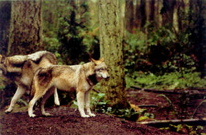 Wolves