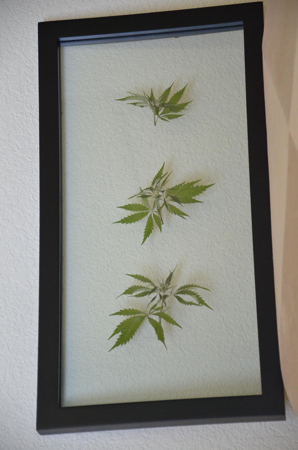 Pressed Botanical Cannabis Flowers