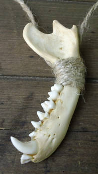 Raccoon Jaw Necklace