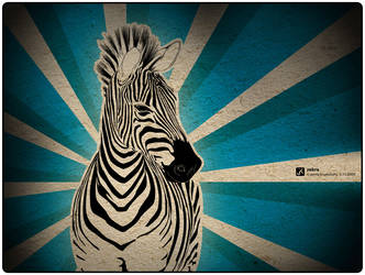 zebra 3-11-09