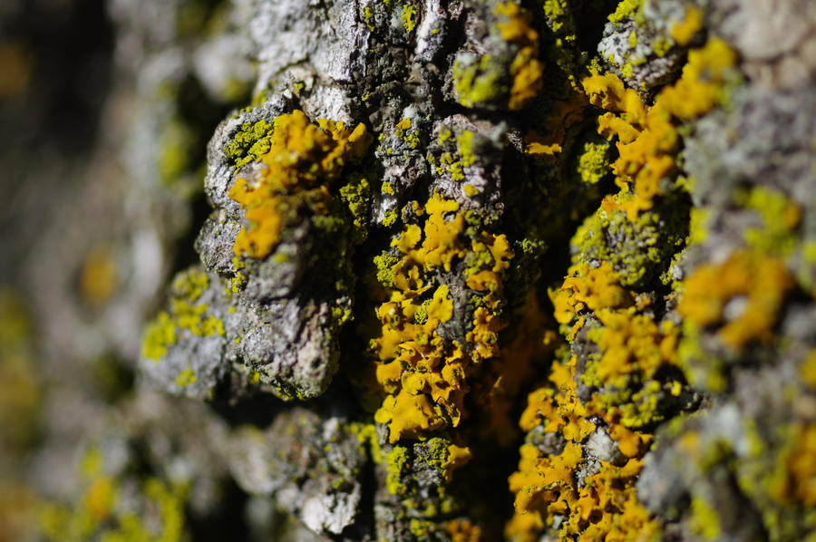 lichens on tree B 6.25.11