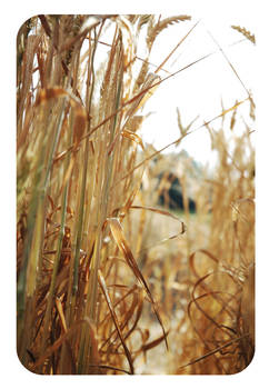 Wheat pt.3
