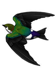 Violet Green Swallow