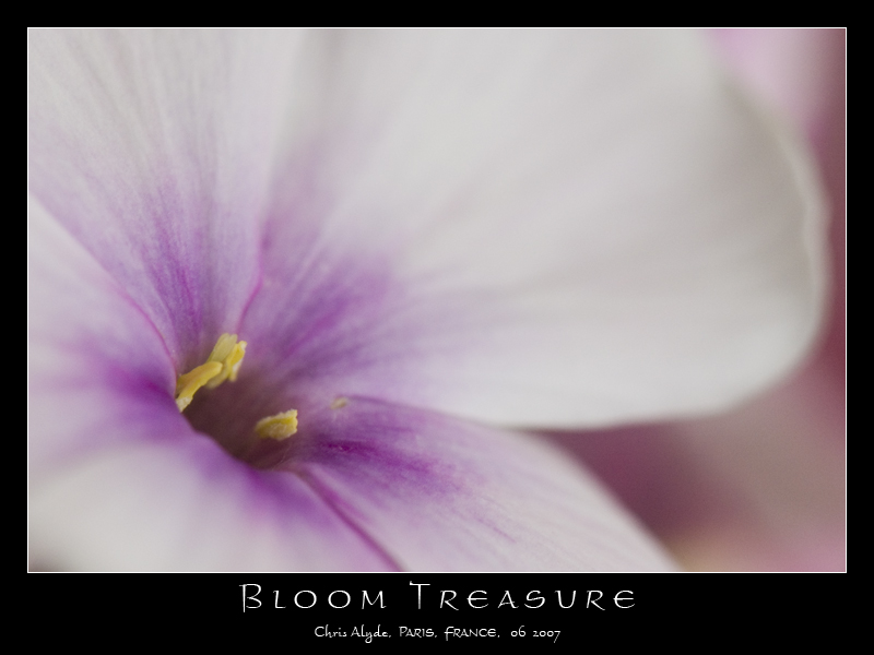 Bloom Treasure