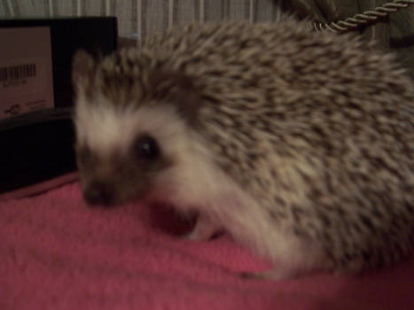 Hedgie AKA Mr. Grumpy Pants