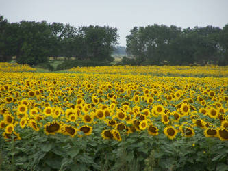 Lots and Lots of Sunflowers