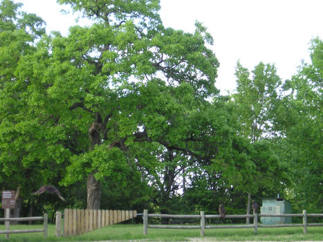 birds by the outhouse