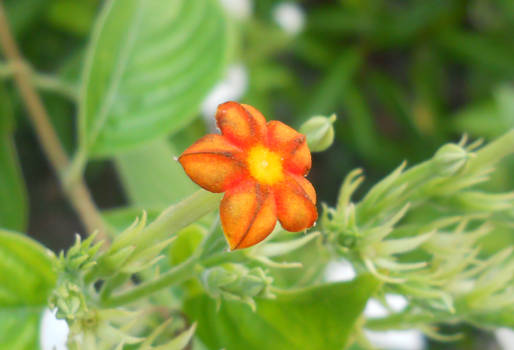 Sunburst Star Flower