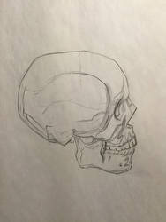 Skull Study Profile