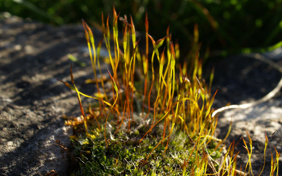 An Island of moss