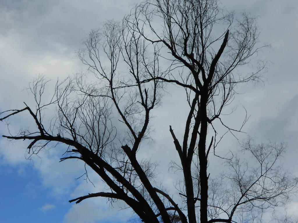 Tree Against the Sky