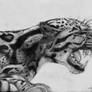 Clouded Leopard: Threatened