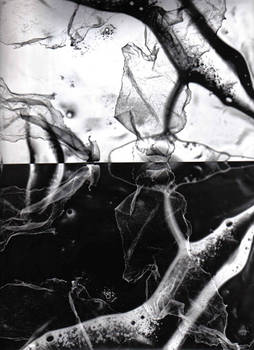 Photogram 2