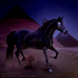 HEE || Horse Avatar | Egyxos