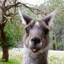 Silly Kangaroo