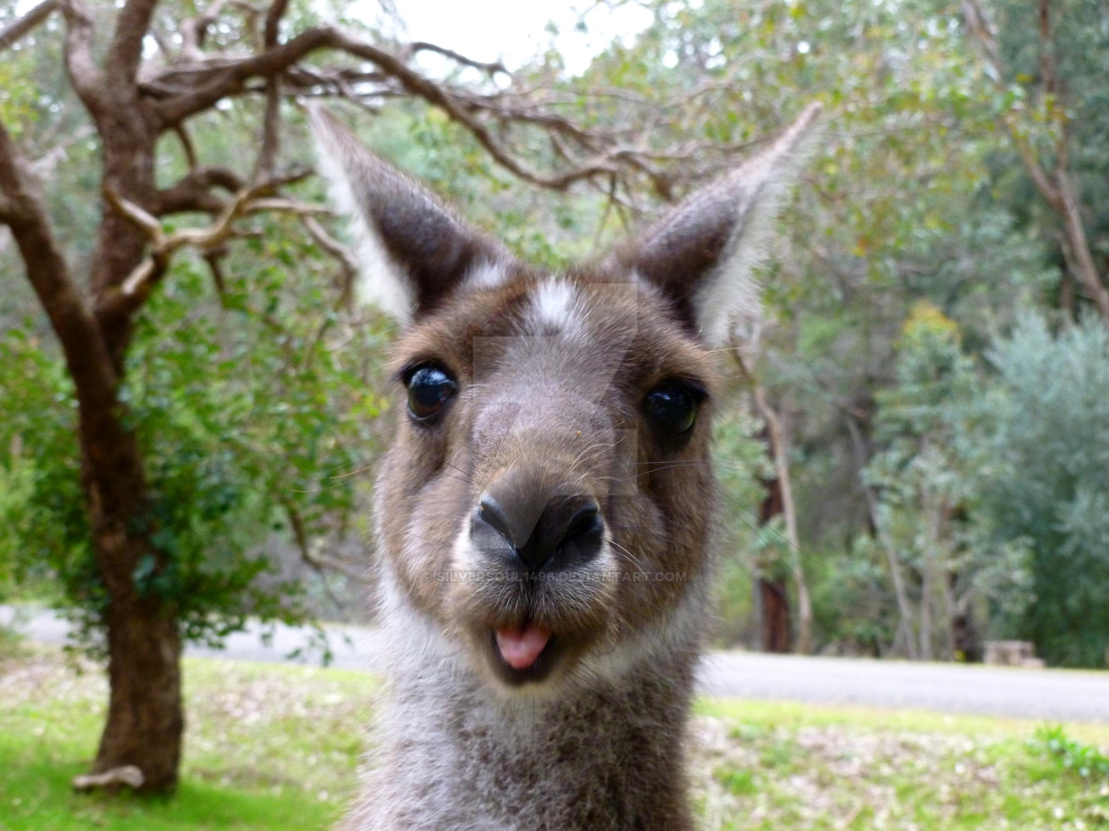 Silly Kangaroo