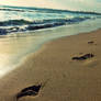 Foot steps on the Beach