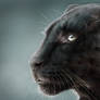 Panthera