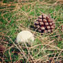 pine cone versus golf ball
