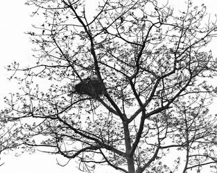 Eagle's Nest, Kaziranga Western Range