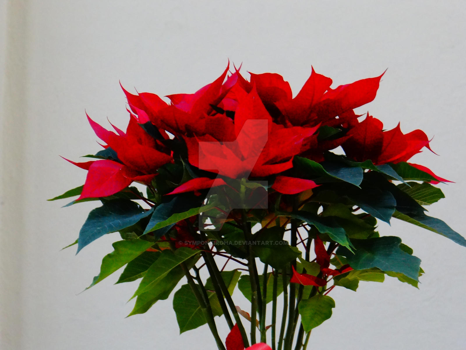 Pointsettia