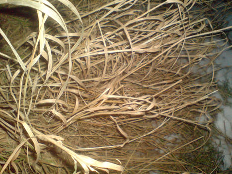 Dry plants in the winter