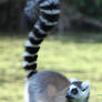 Lemur.3_Mind-Matter