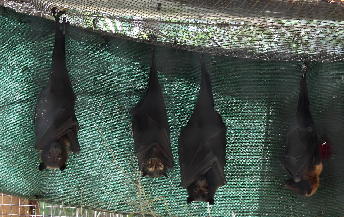 Fruit Bats_Mind-Matter by Mind-Matter Fruit Bats_Mind-Matter by Mind-Matter