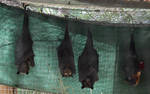 Fruit Bats_Mind-Matter by Mind-Matter Fruit Bats_Mind-Matter by Mind-Matter