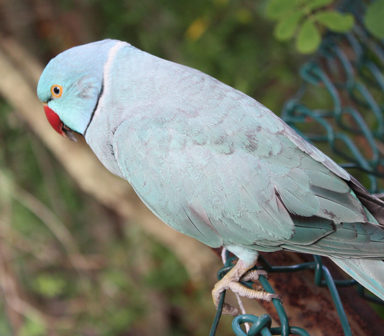 IndianRingneck.5_Mind-Matter