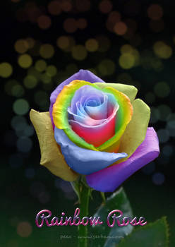 Rainbow Rose