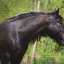 Black Diamond - Irish Cob mare