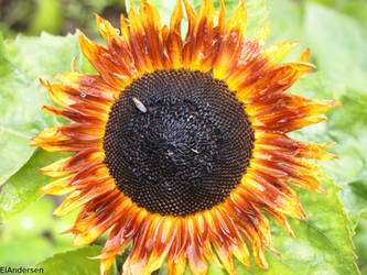 Red sunflower