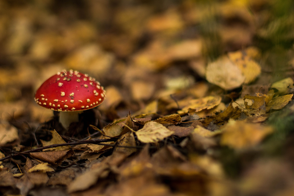 Fly agaric-1