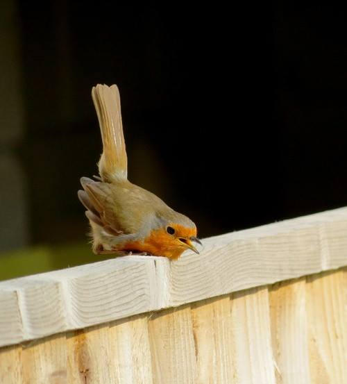 Angry robin by coastalblue on DeviantArt