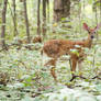 Fawn