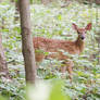 White-tailed Deer Fawn