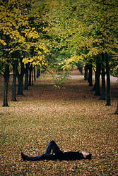 Fallen leaves