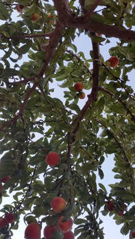 Apricot tree