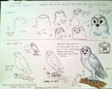 Snowy owl Boron art tutorial