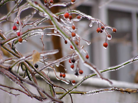 Ice Branches