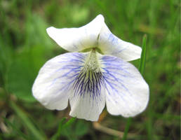 Albino Violet