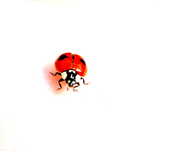 Ladybug