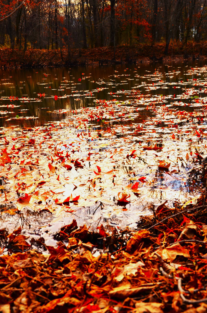 Floating Into Fall Floating Fall Leaves. by Search4Star on DeviantArt