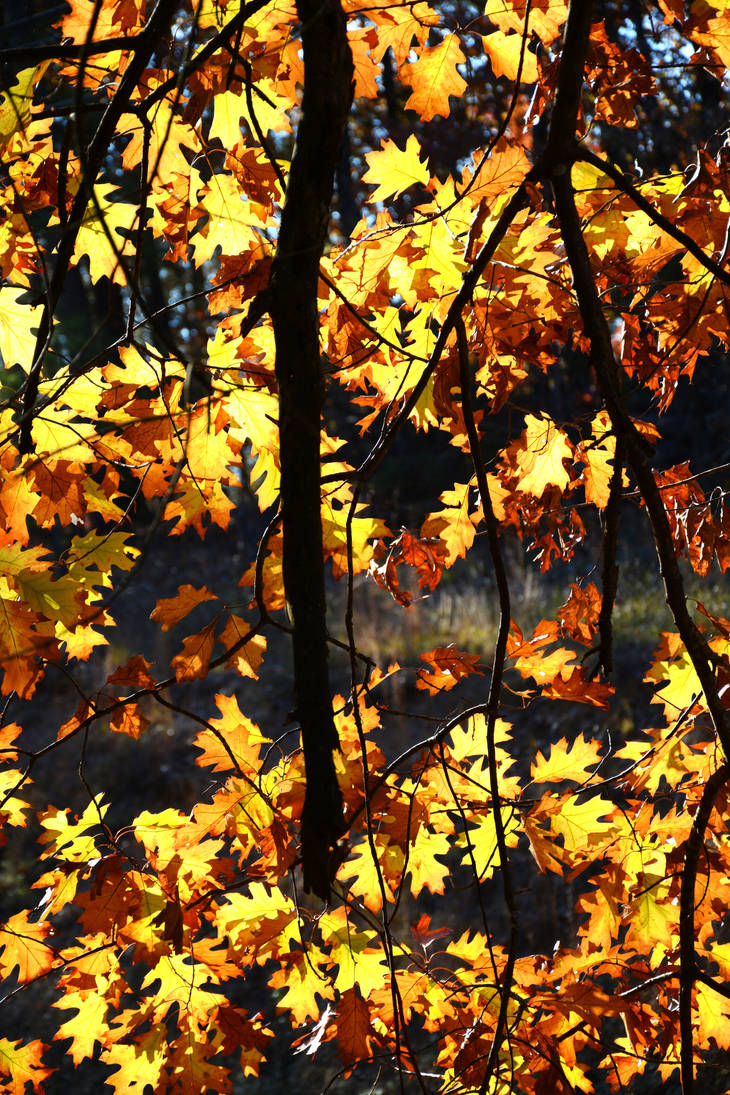 0219 By Search4star On Deviantart 0219 By Search4star On Deviantart