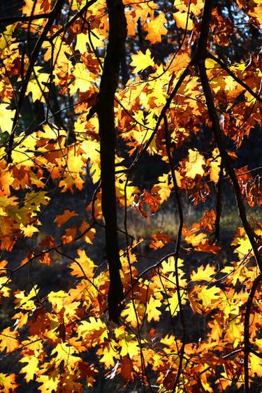 Untitled by jrgtrfmicj on DeviantArt