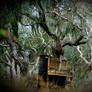 The Piano Tree