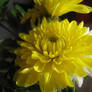big yellow flower.