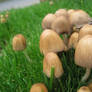 shrooms.